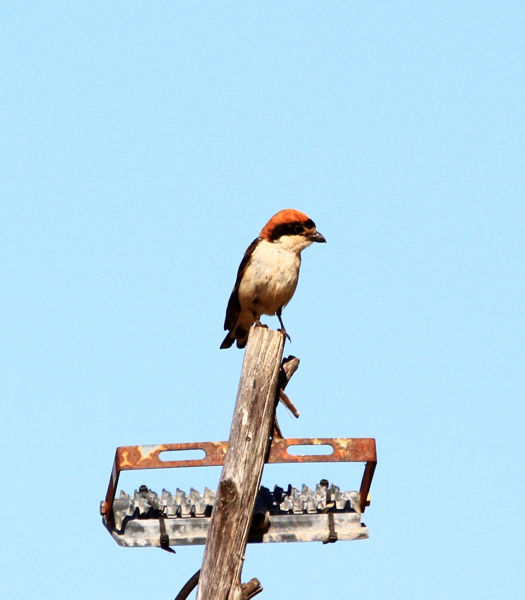 Woodchat Shrike - ML453542431