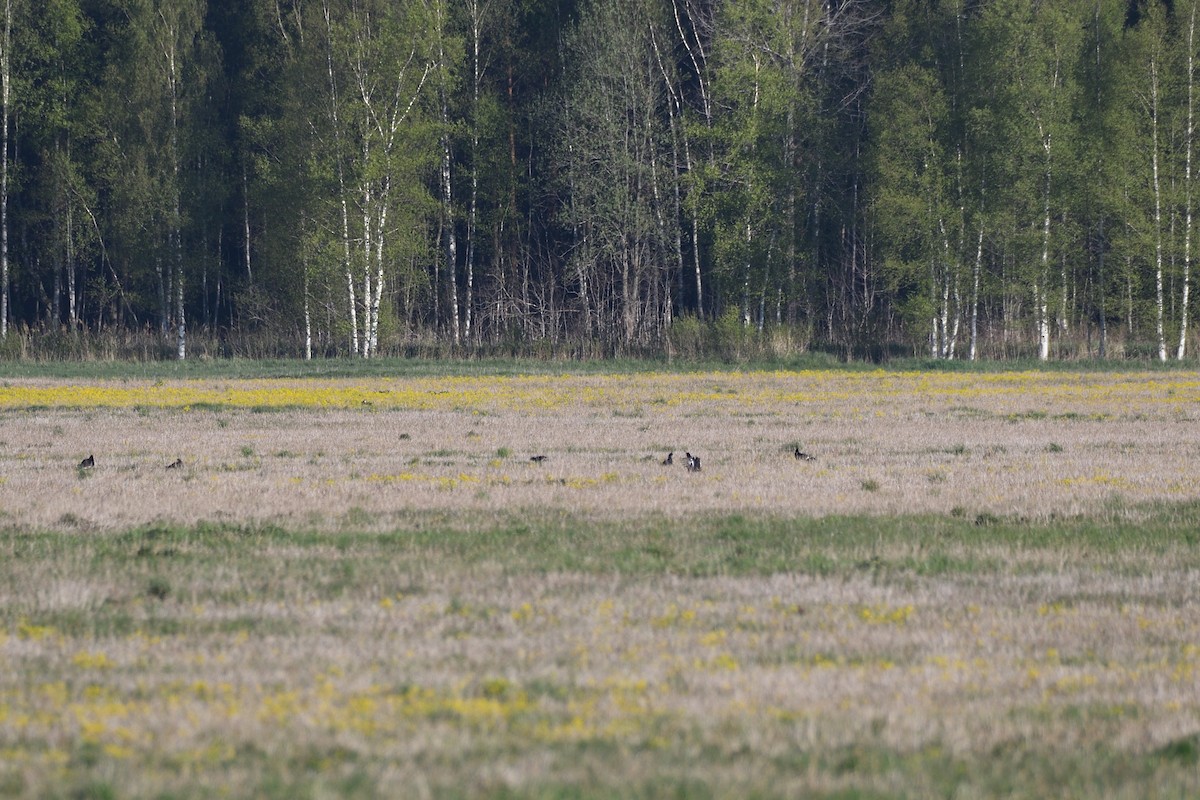 Black Grouse - Santiago Caballero Carrera