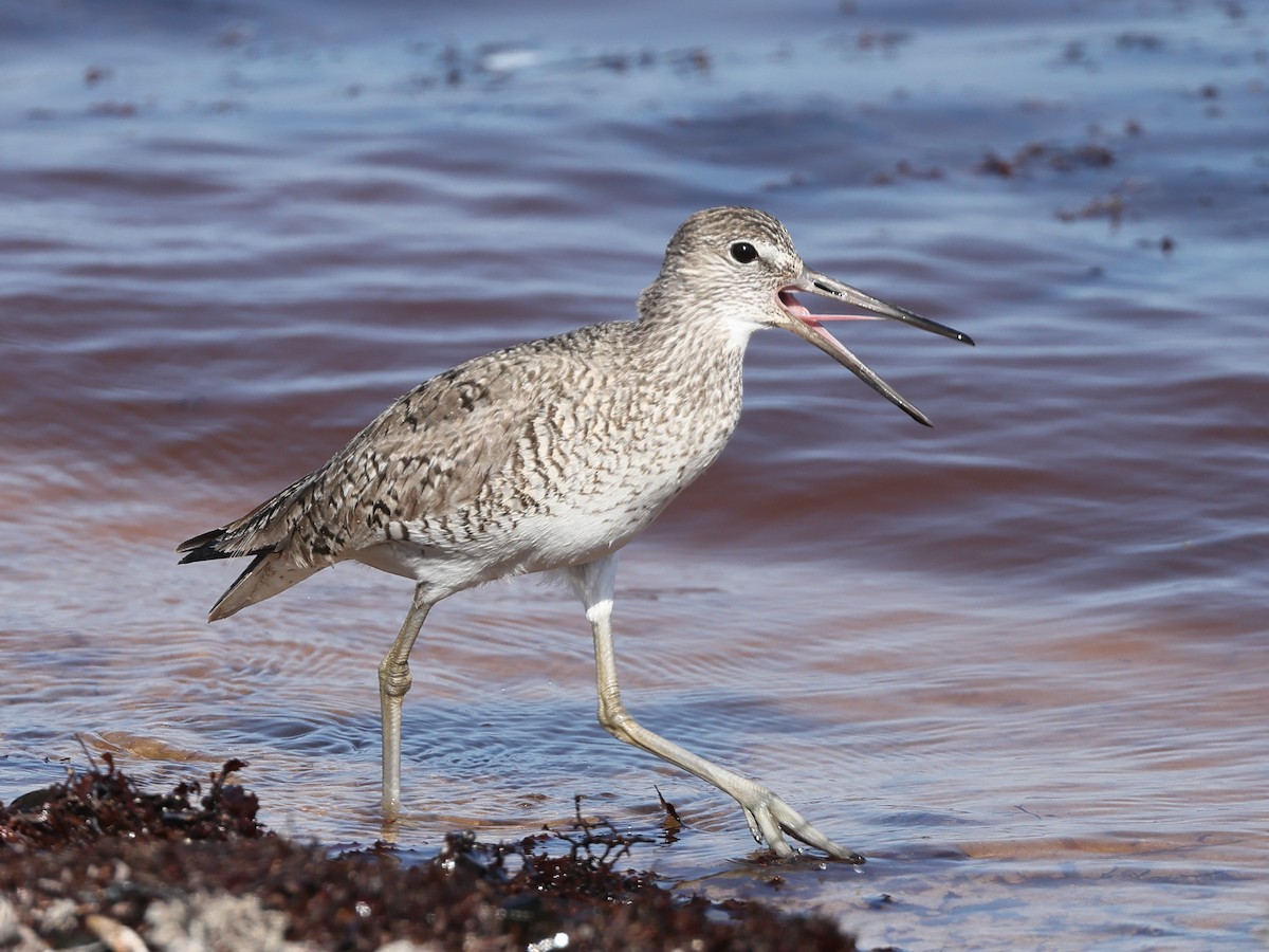 Willet - ML453542641