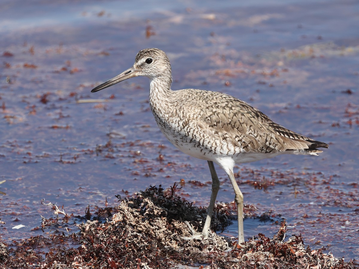 Willet - ML453542791