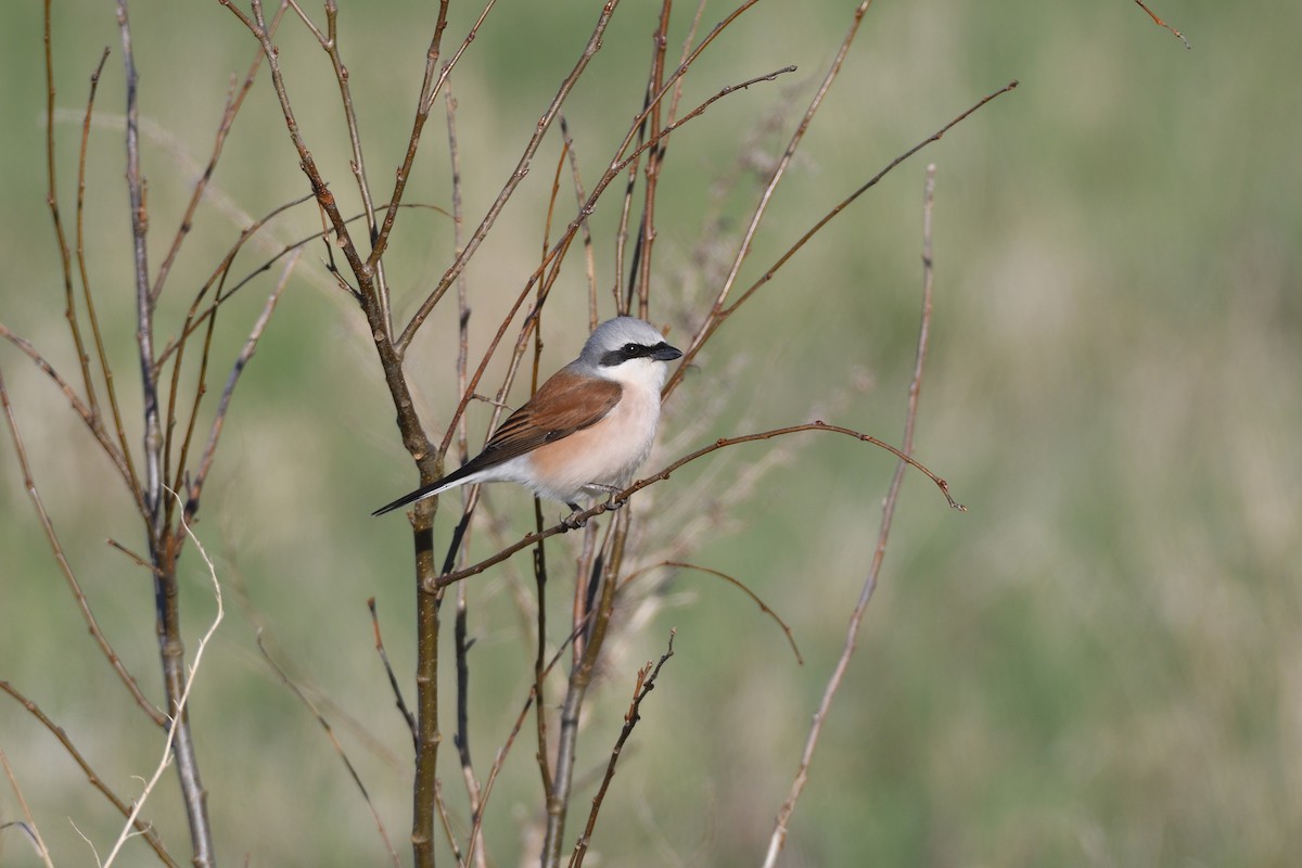 Pie-grièche écorcheur - ML453542911