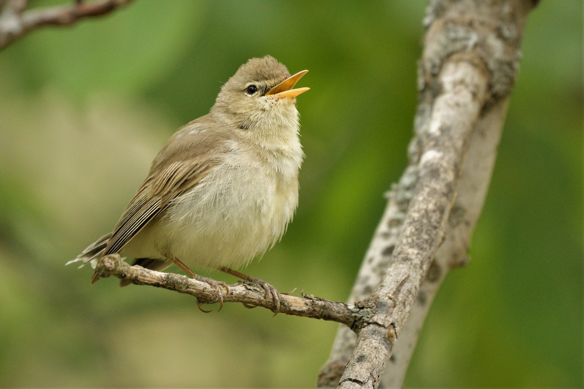 Eastern Olivaceous Warbler - ML453543611