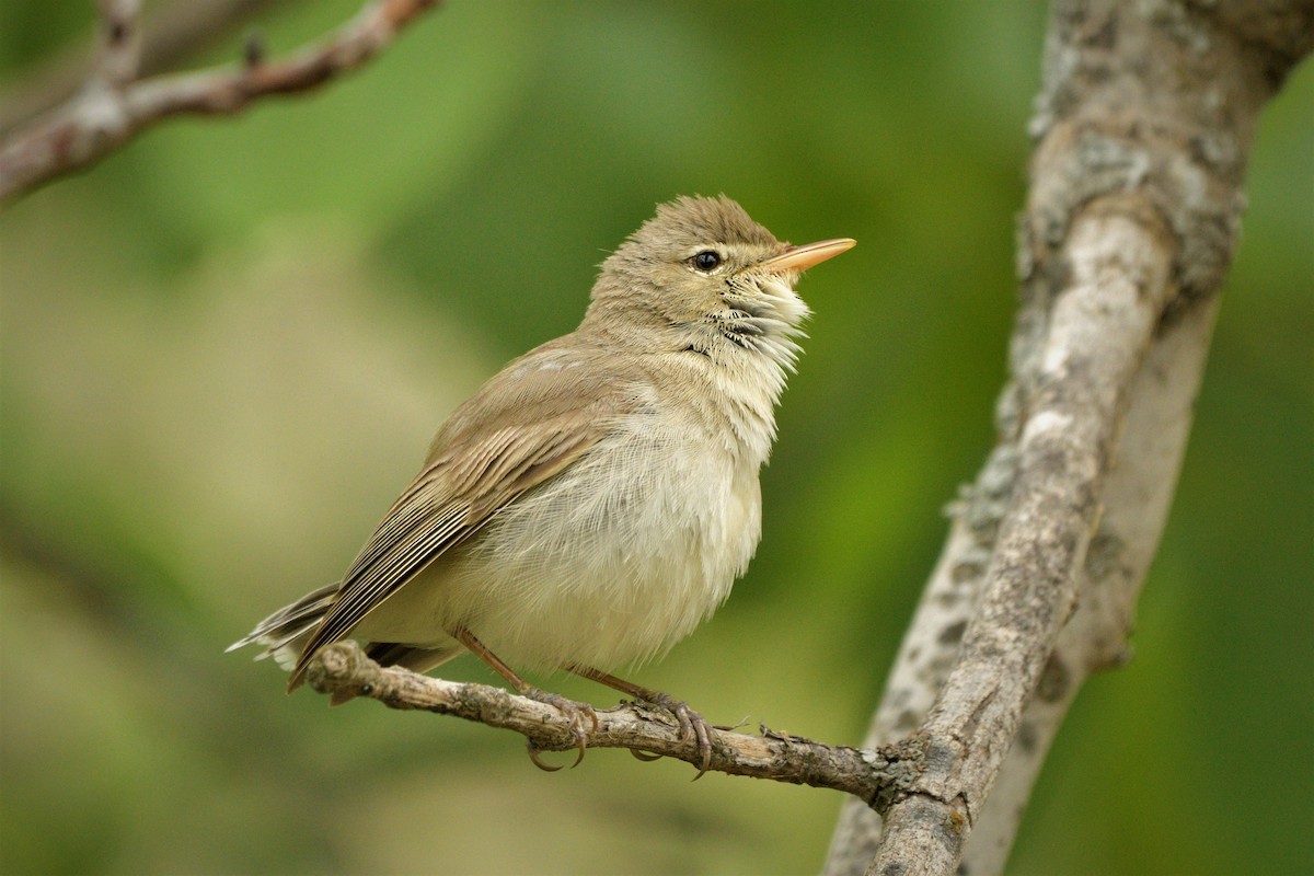 Eastern Olivaceous Warbler - ML453543631