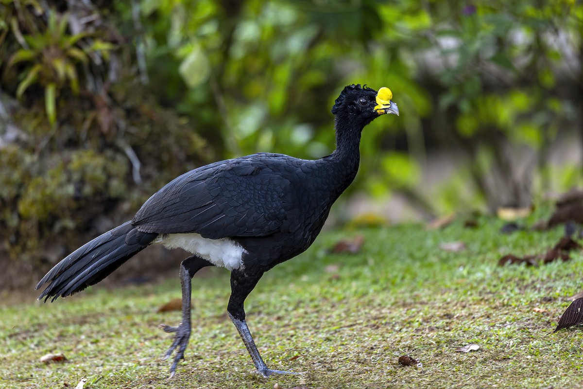 Great Curassow - Su Li