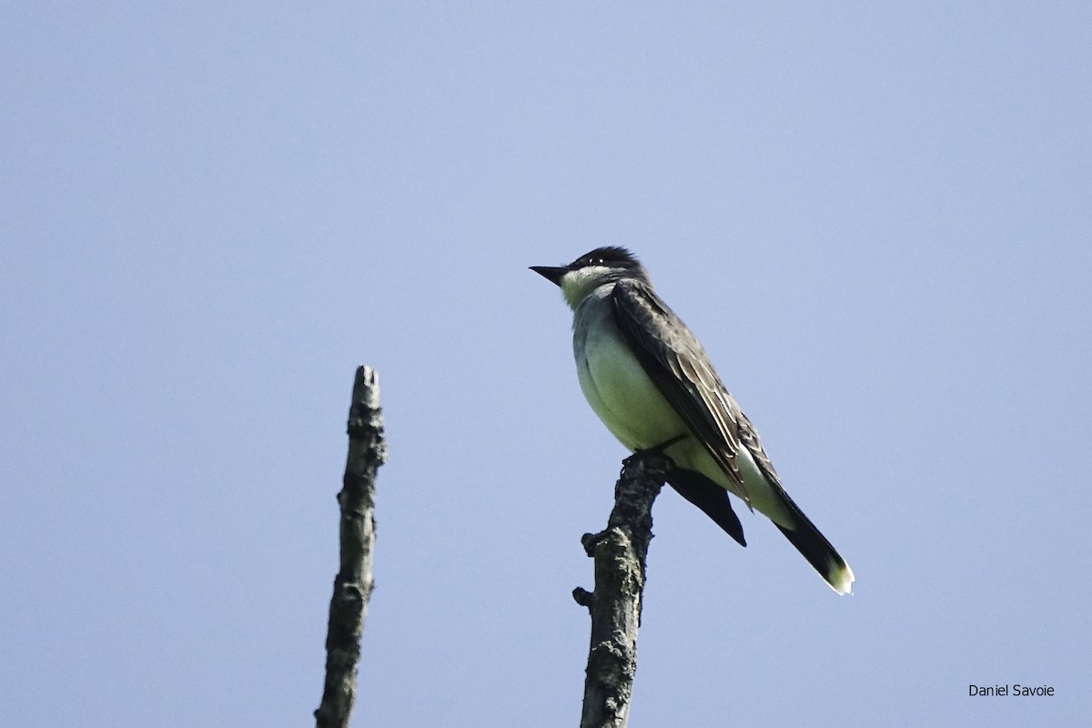 Eastern Kingbird - ML453544761