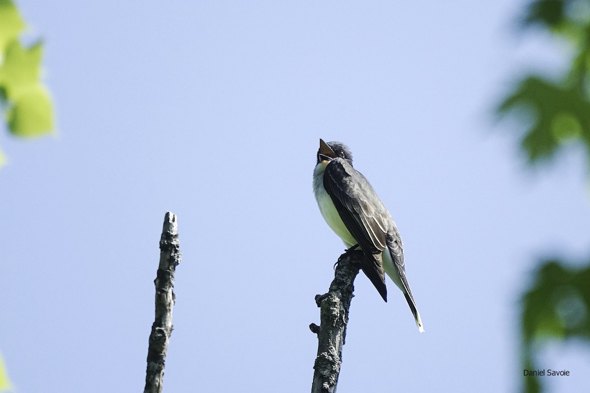 Eastern Kingbird - ML453544811