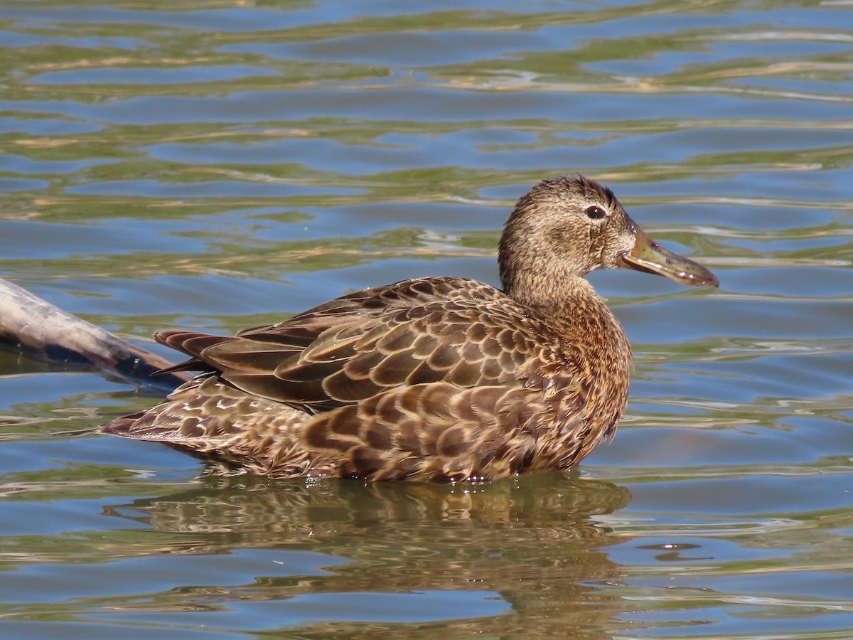 Cinnamon Teal - ML453544821