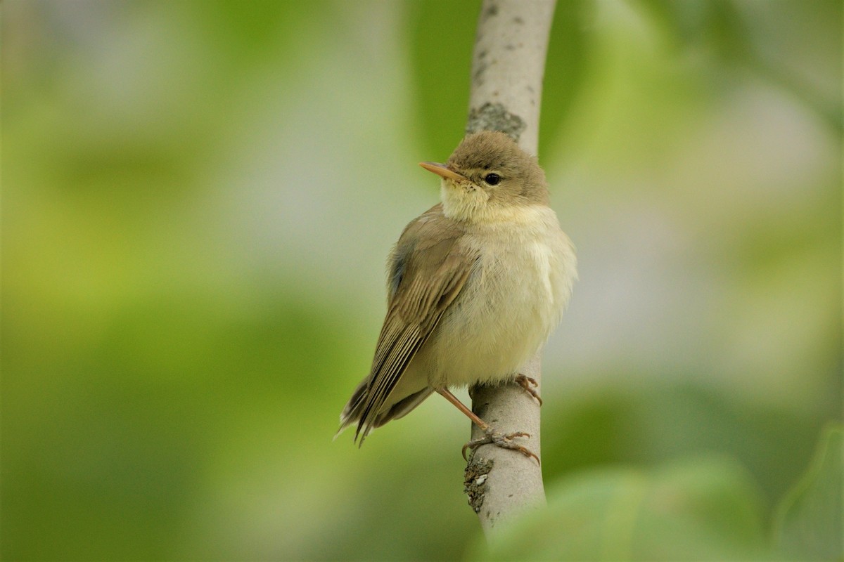 Eastern Olivaceous Warbler - ML453545191