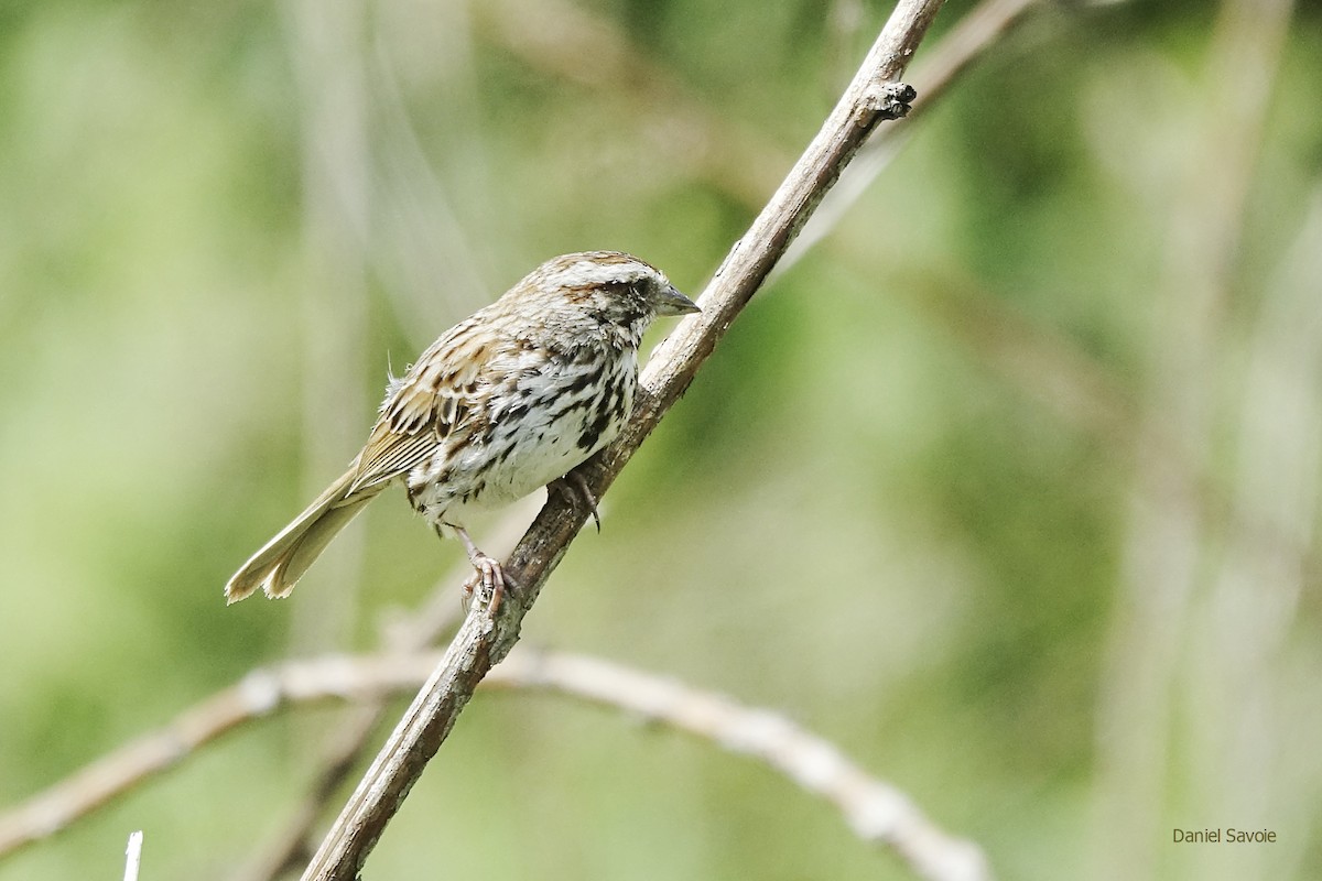 Song Sparrow - ML453545711