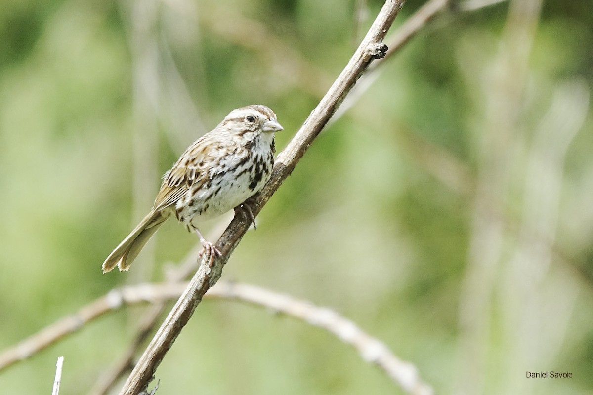 Song Sparrow - ML453545731
