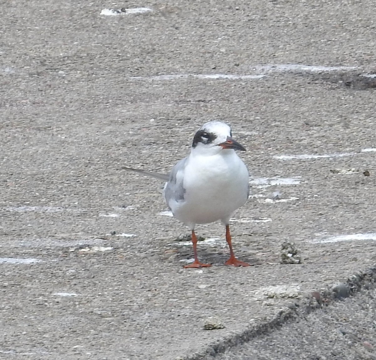 Forster's Tern - ML453545961