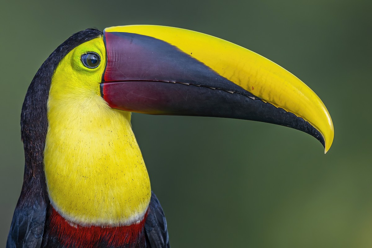 Yellow-throated Toucan - ML453546021