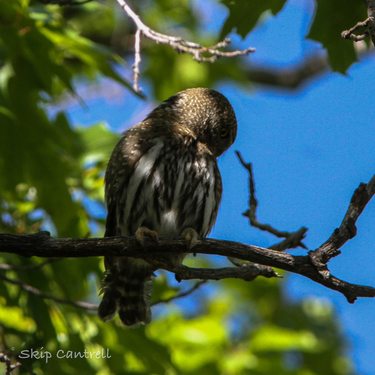 Northern Pygmy-Owl - ML453546231