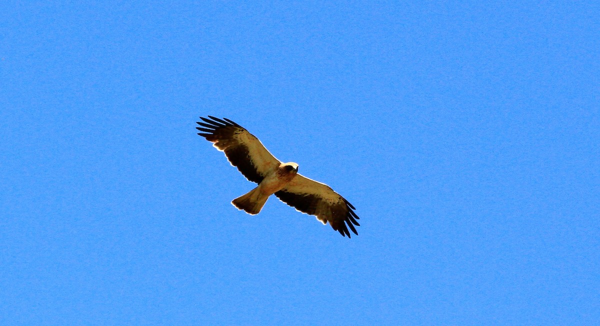Орёл-карлик - ML453546781