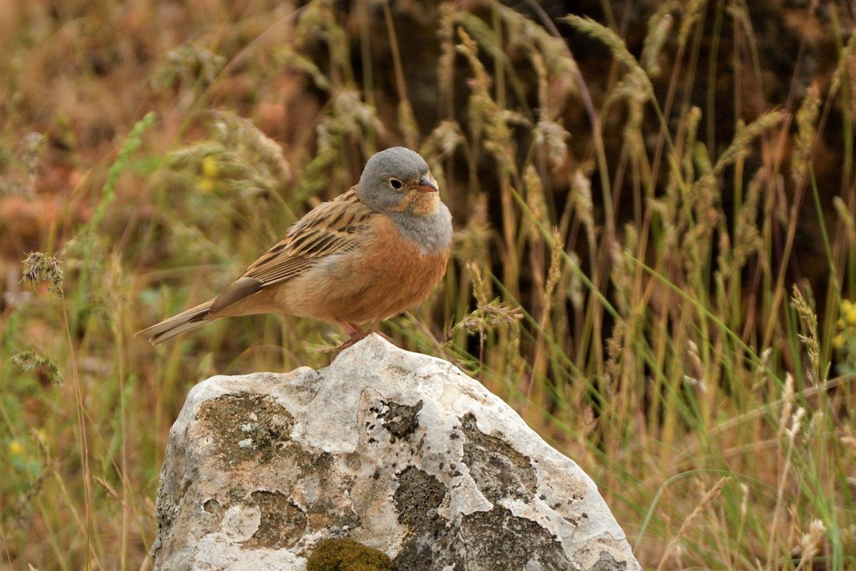 Cretzschmar's Bunting - Tomáš Grim