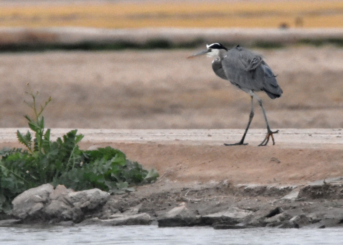 Great Blue Heron - Glenda Jones