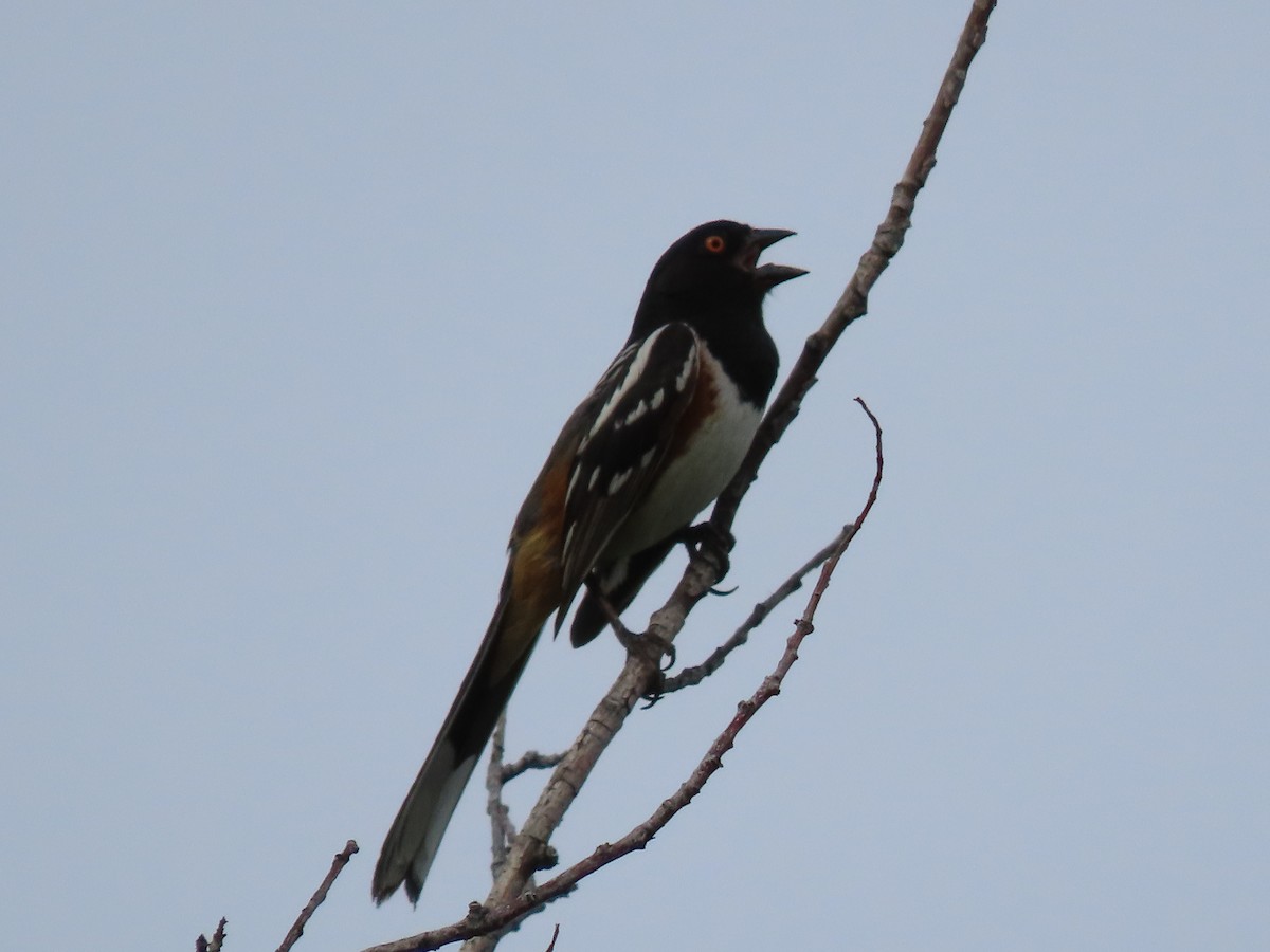 Spotted Towhee - ML453550981