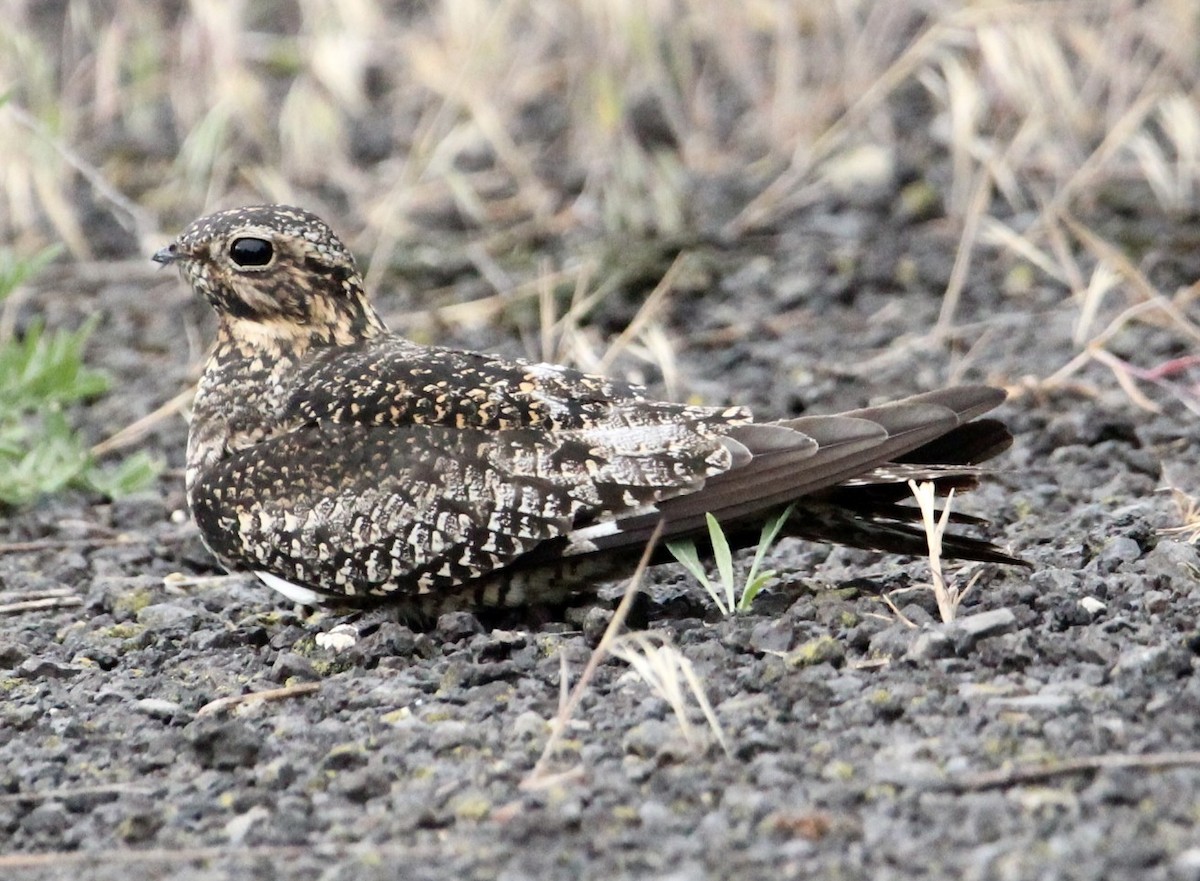 Common Nighthawk - Corey Wagner