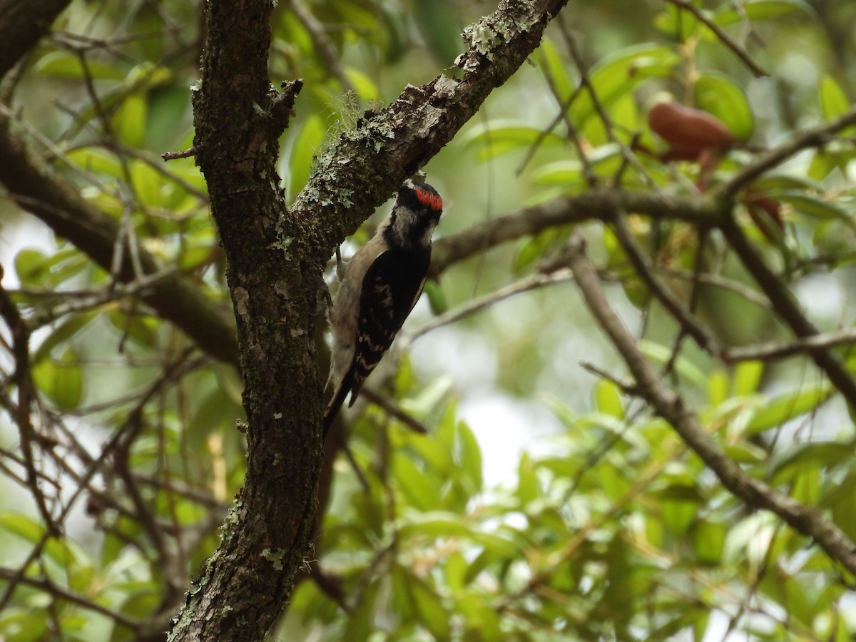 Downy Woodpecker - ML453551401