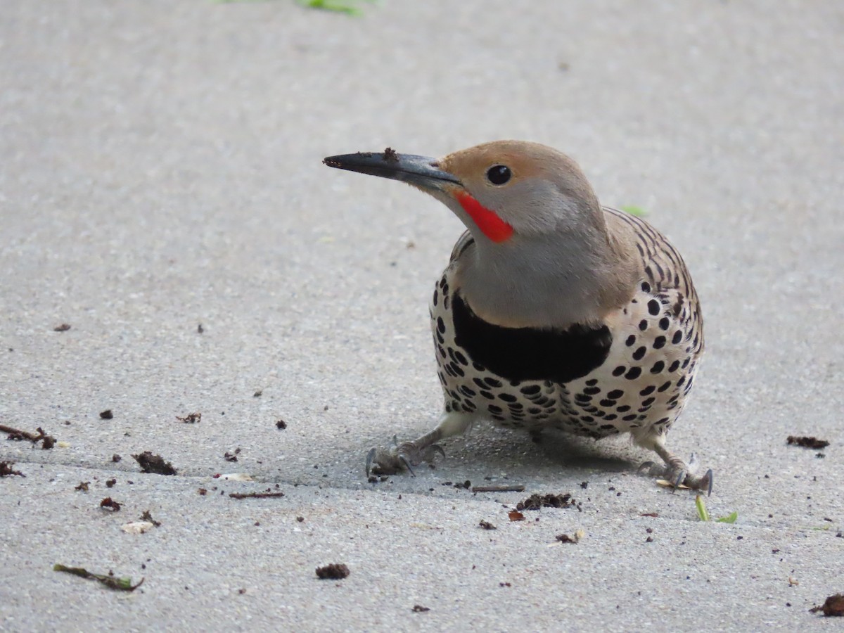Northern Flicker (Red-shafted) - Dave&Kerry Sehloff