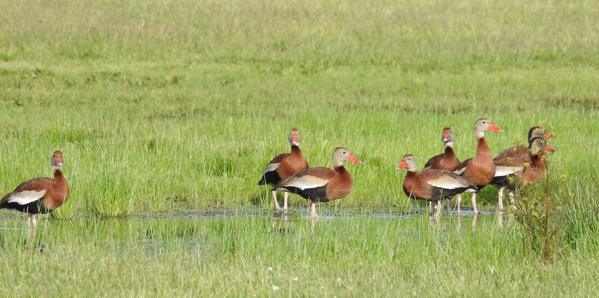 Dendrocygne à ventre noir - ML453551911