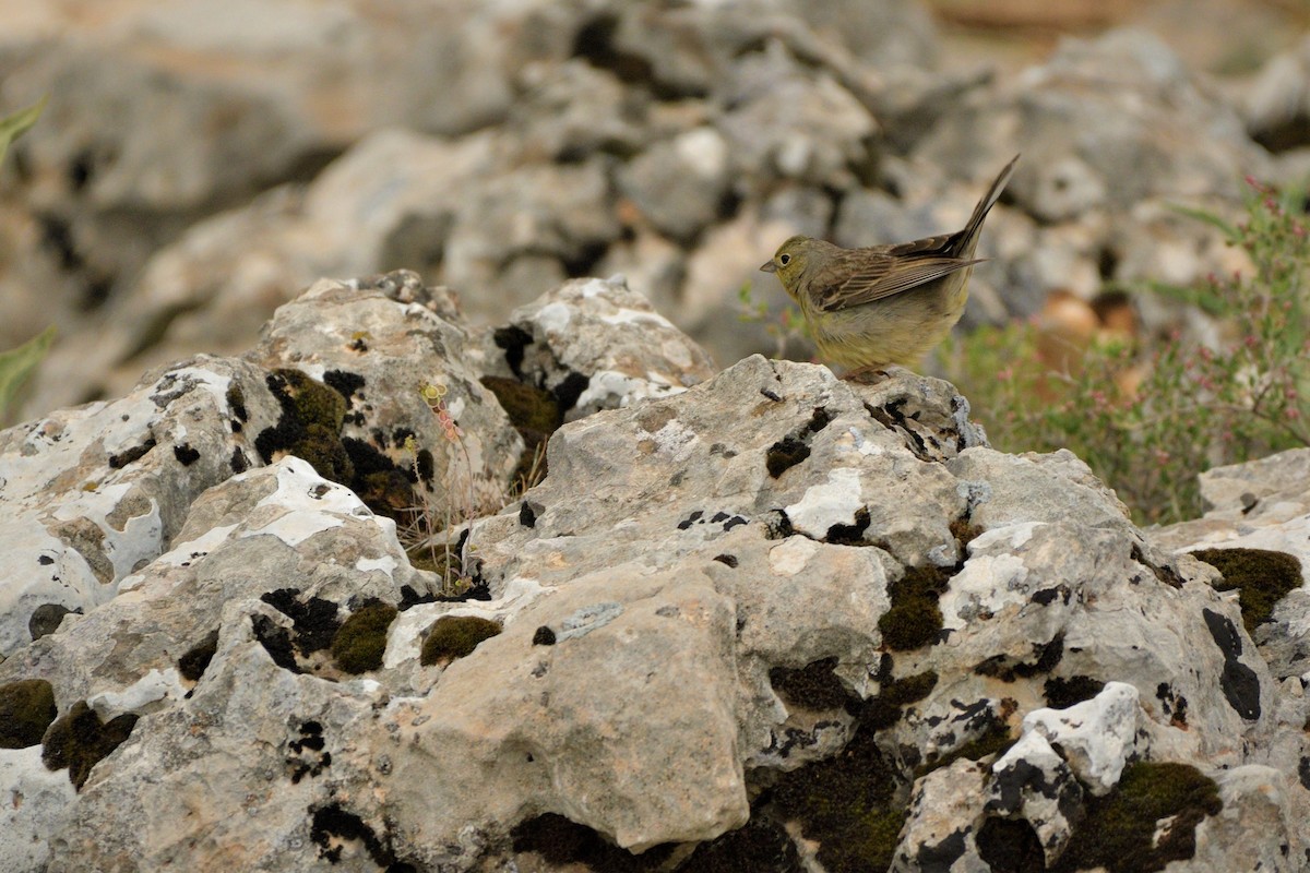 Cinereous Bunting - Tomáš Grim