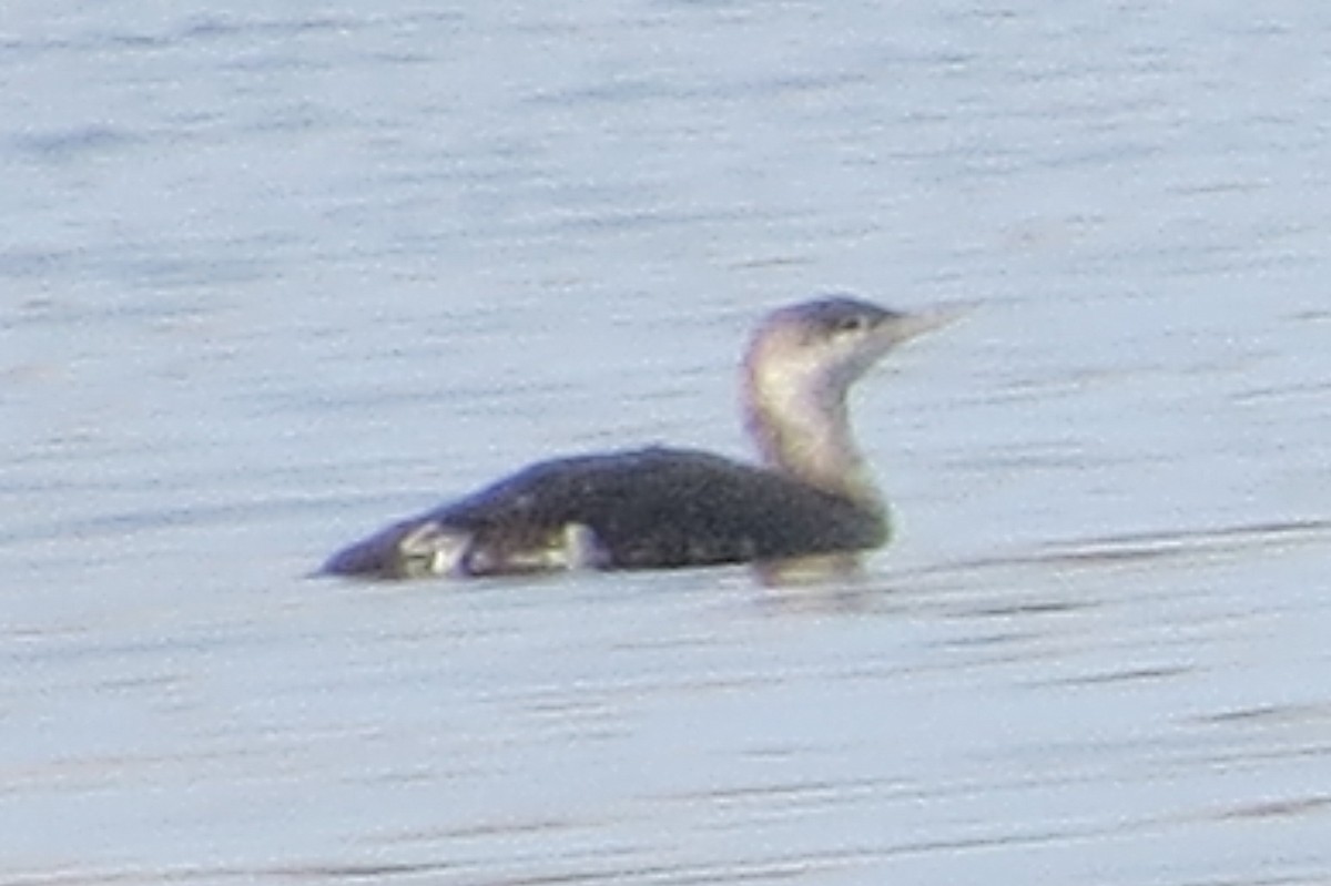 Red-throated Loon - ML453552321