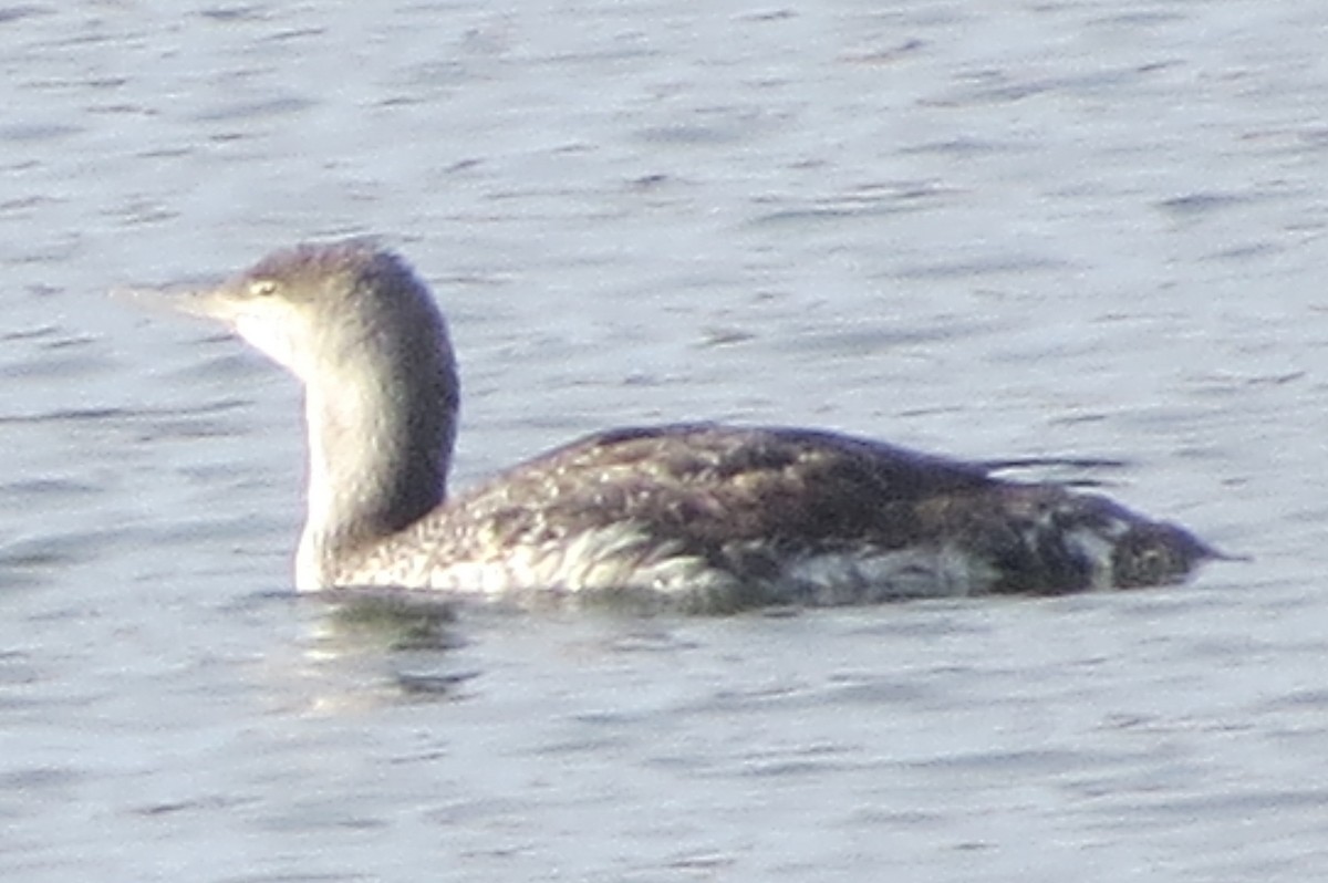 Red-throated Loon - ML453552331