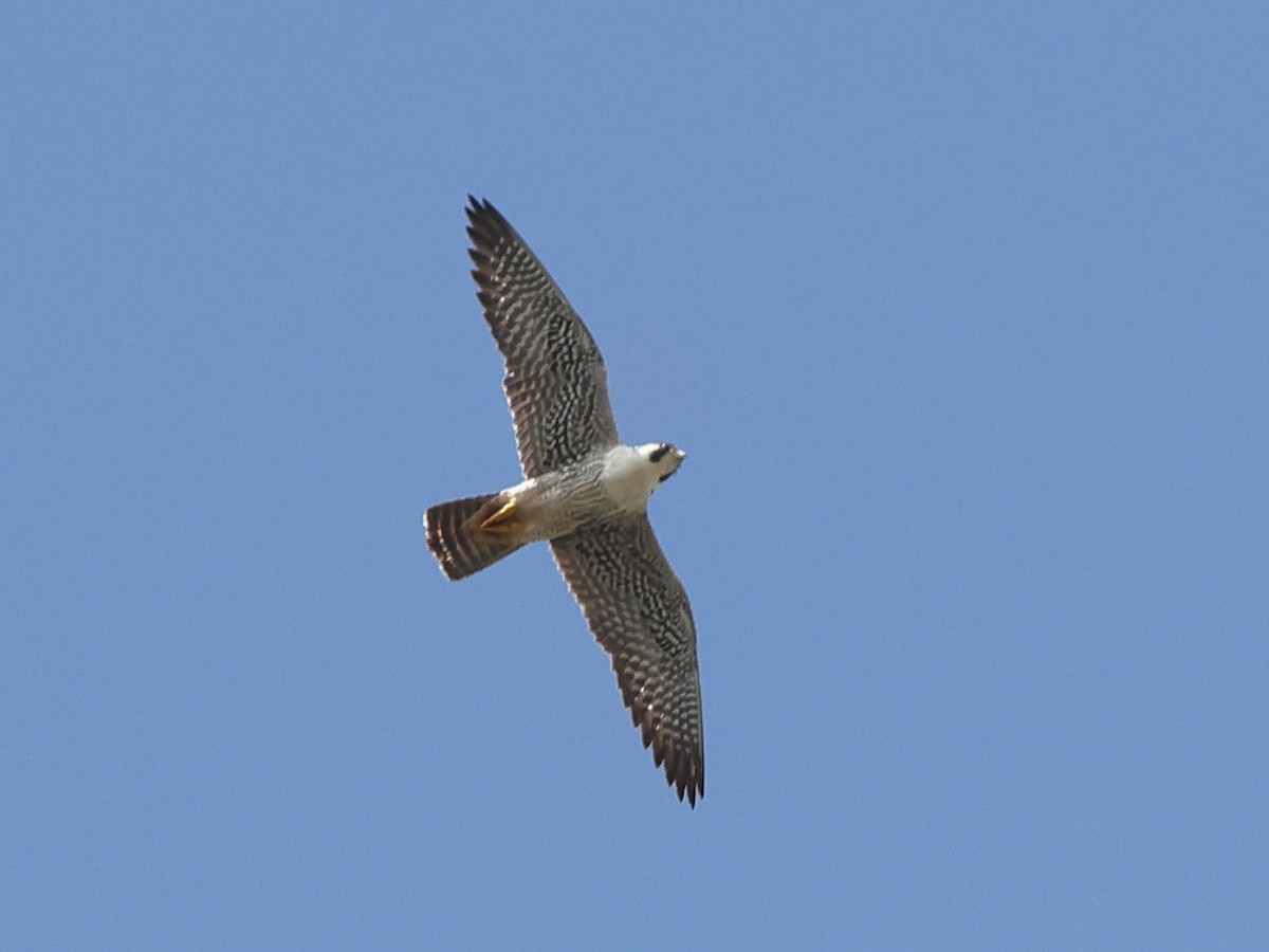 Peregrine Falcon - Myles McNally