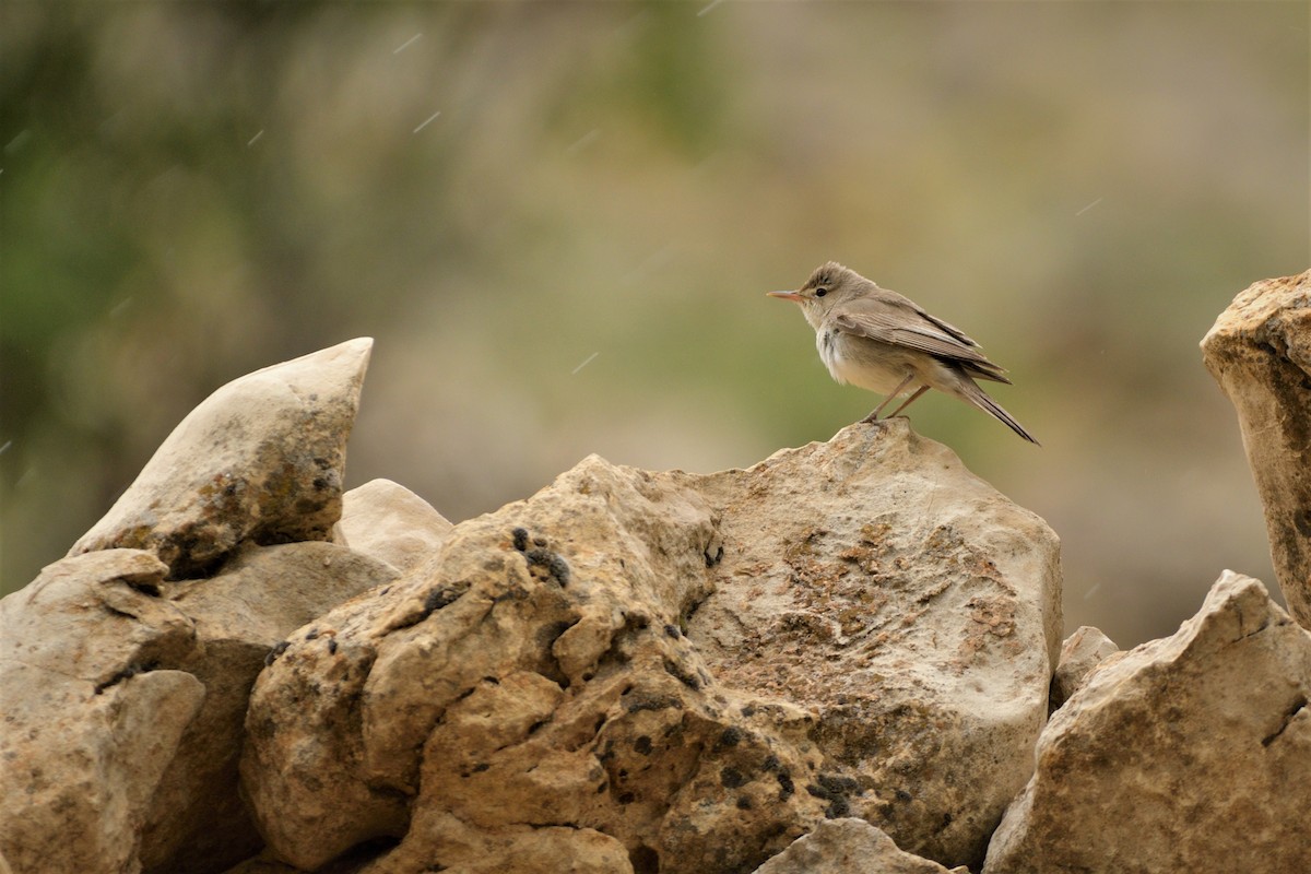 Upcher's Warbler - ML453554081