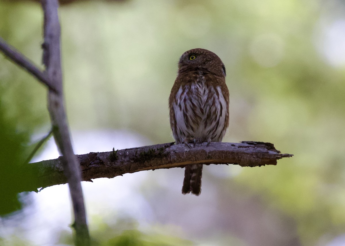 Northern Pygmy-Owl - Rachel Lawrence