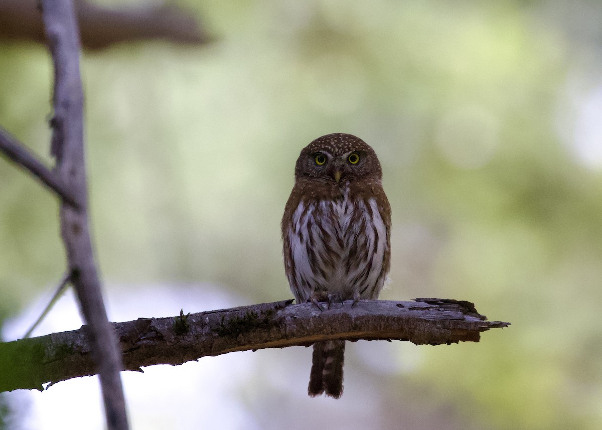 Northern Pygmy-Owl - Rachel Lawrence