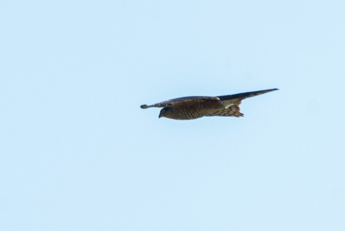 Sharp-shinned Hawk - ML453557451