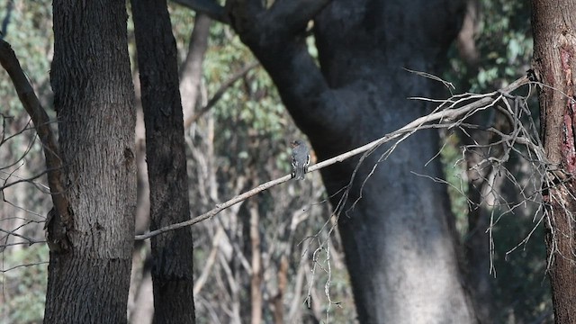 Petroica Flamígera - ML453559191