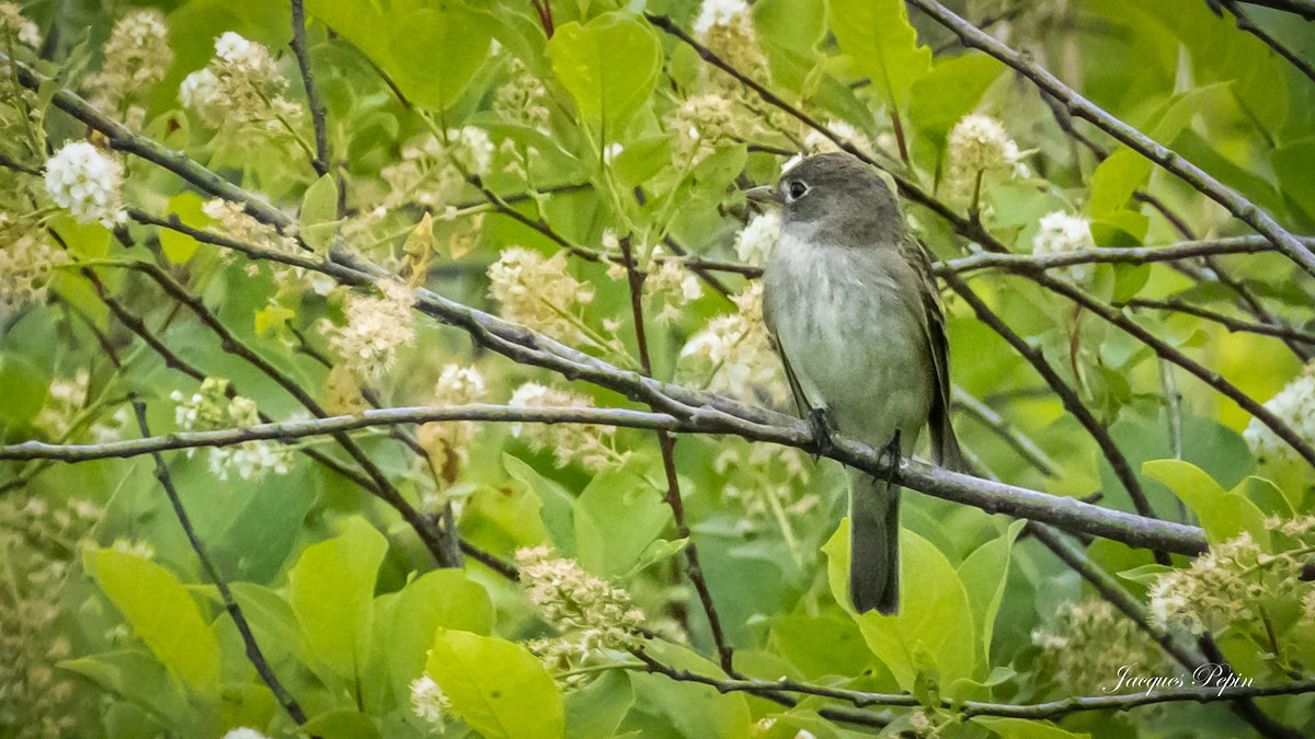 Alder Flycatcher - ML453559501