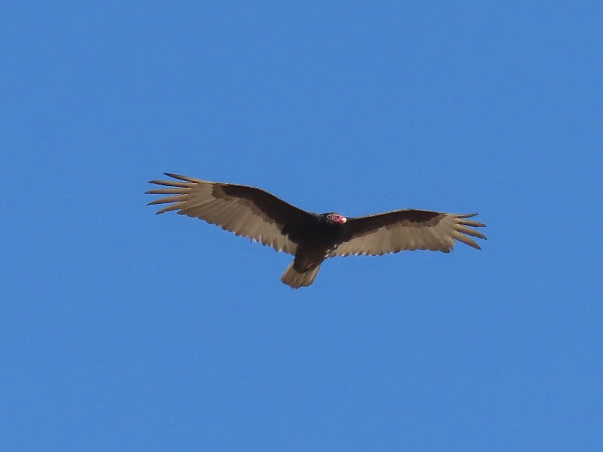 Turkey Vulture - ML453560261