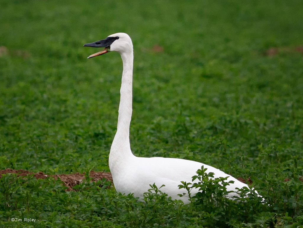 Trumpeter Swan - ML45356261