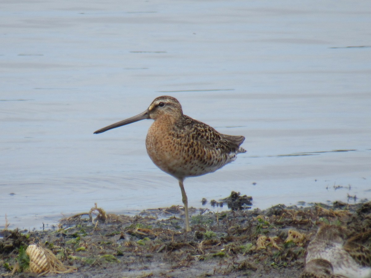 kortnebbekkasinsnipe - ML453563011