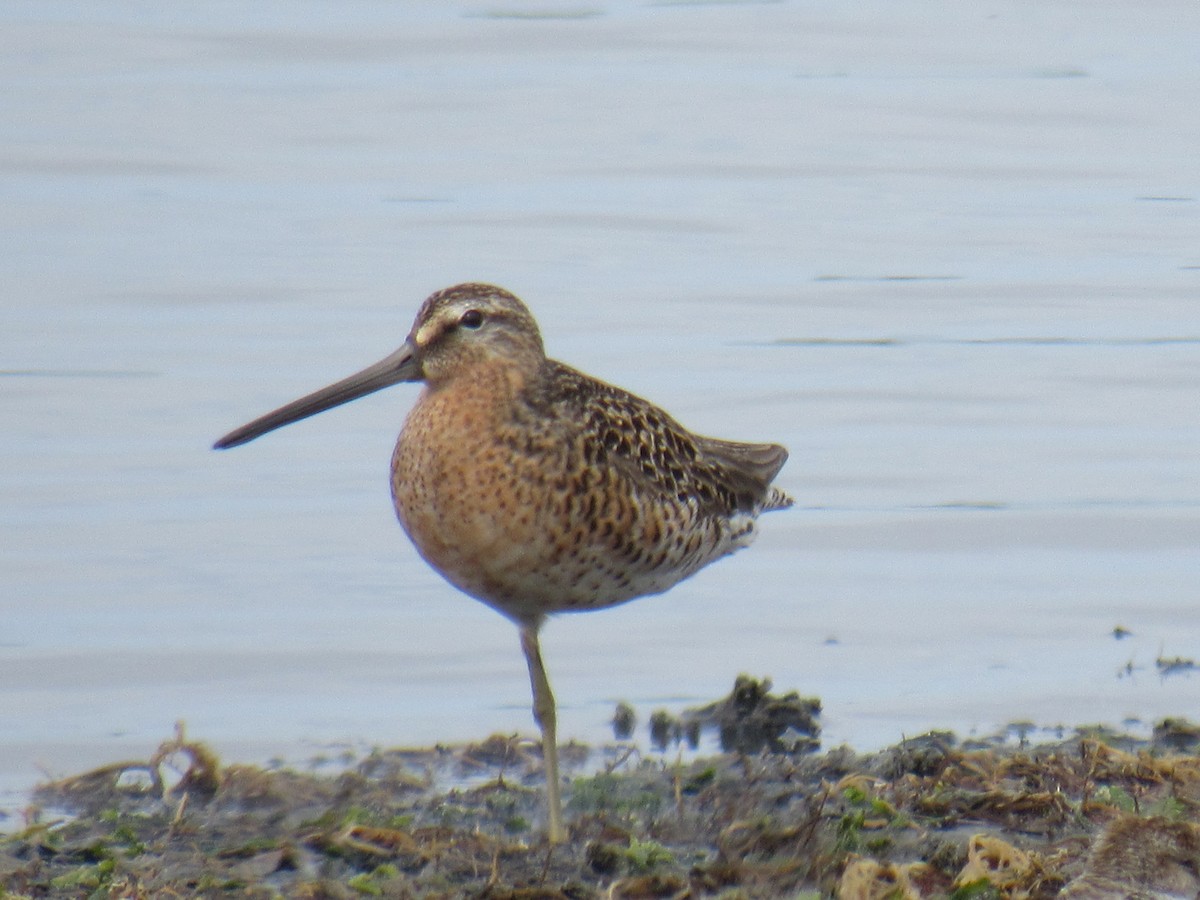 Short-billed Dowitcher - ML453563021