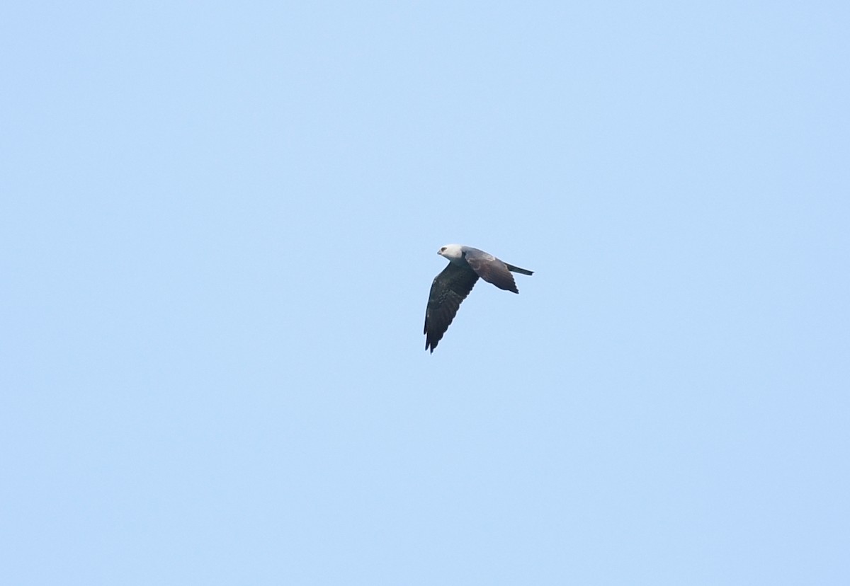 Mississippi Kite - ML453563921