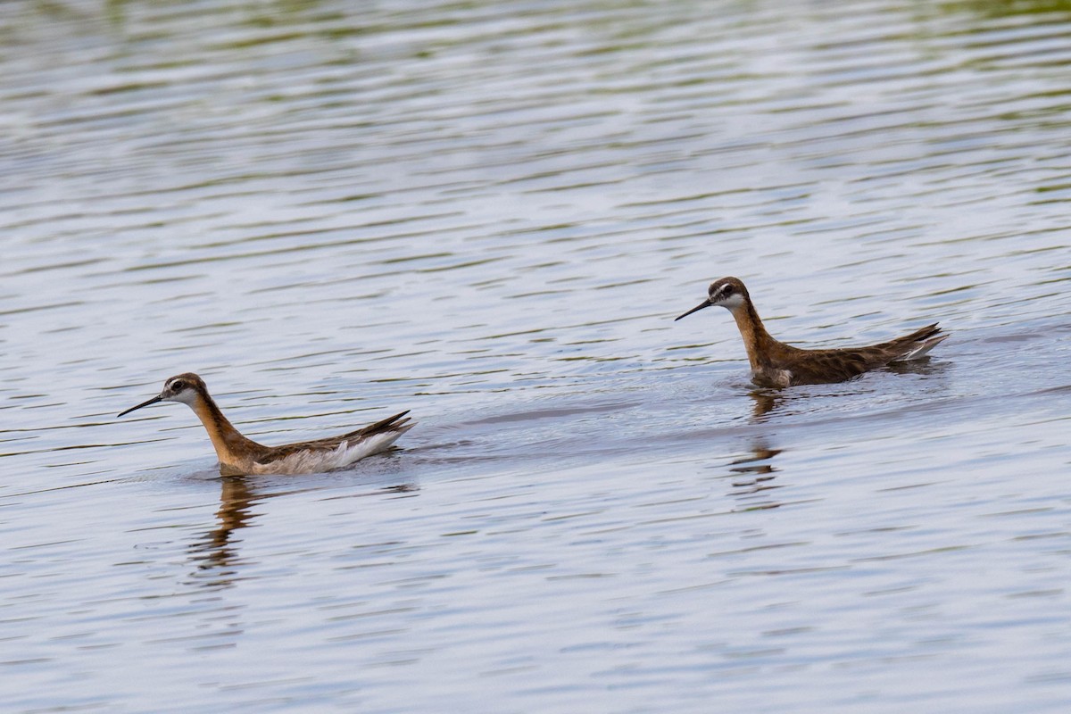 Wilson's Phalarope - ML453564151