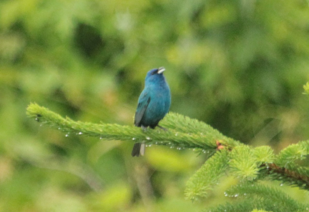 Indigo Bunting - Paul Harris