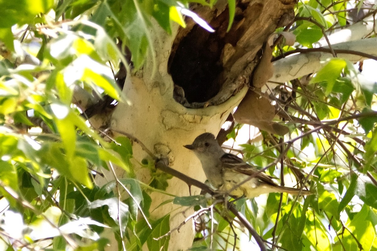 Nutting's Flycatcher - ML453565471
