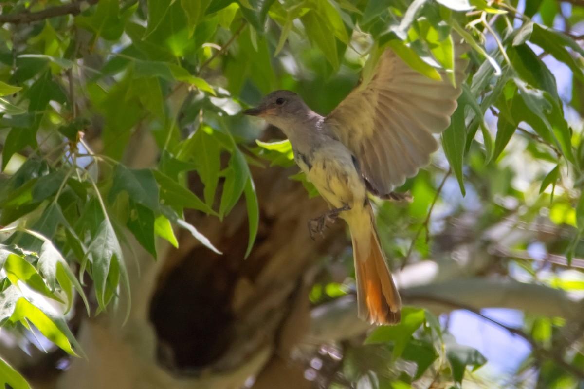 Nutting's Flycatcher - ML453565501