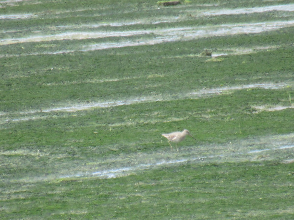 Short-billed Dowitcher - ML453565931