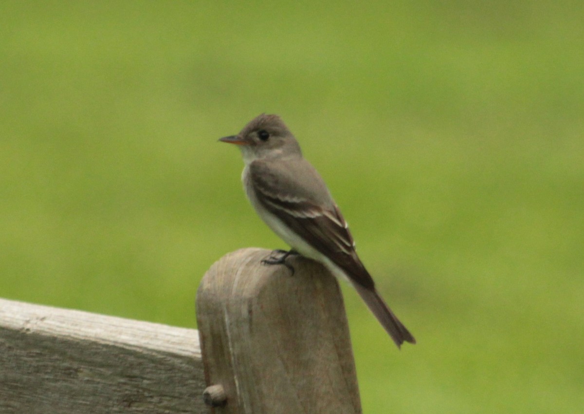 Eastern Wood-Pewee - ML453566411