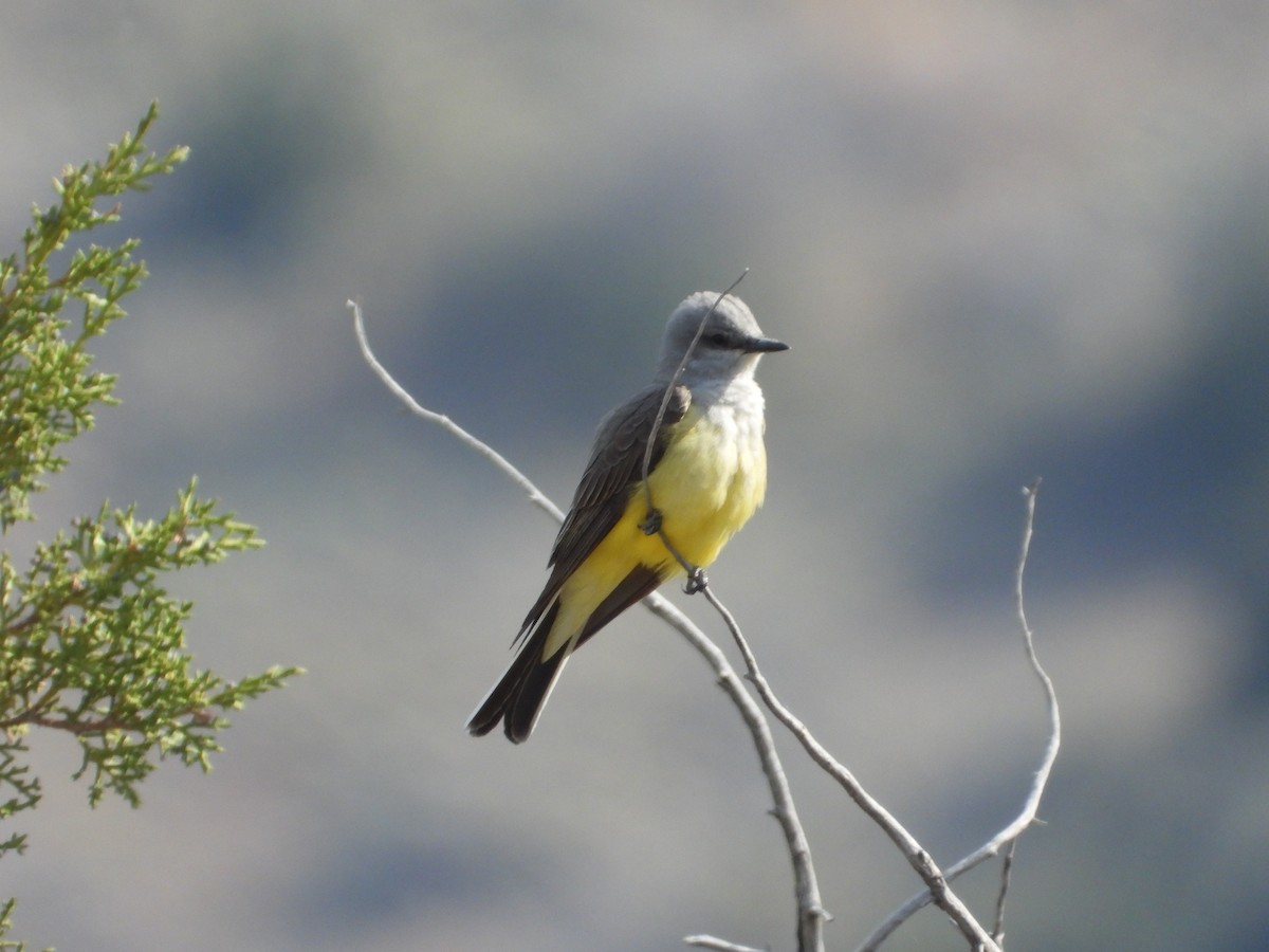 Western Kingbird - ML453568231