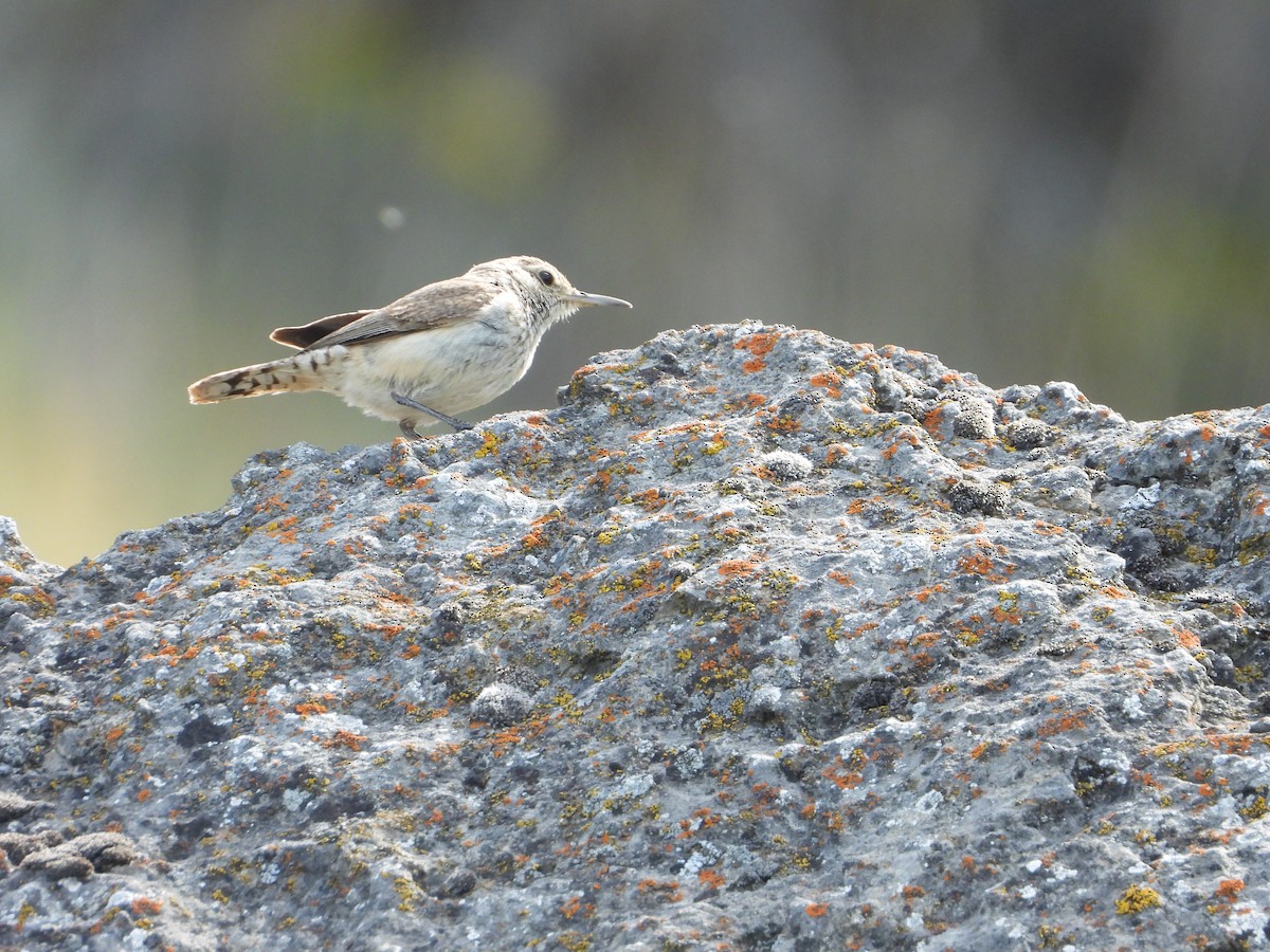 Rock Wren - ML453568311