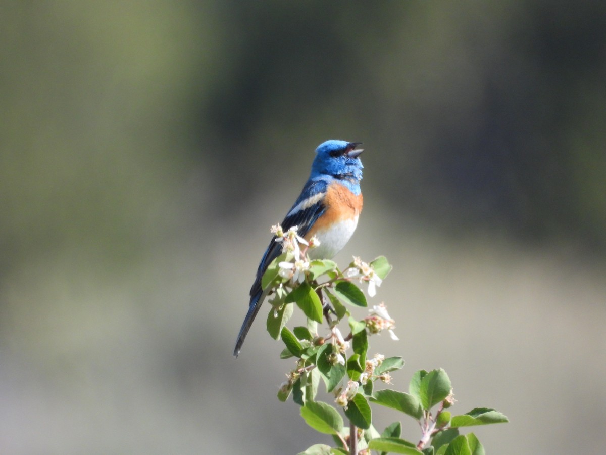 Lazuli Bunting - ML453568511