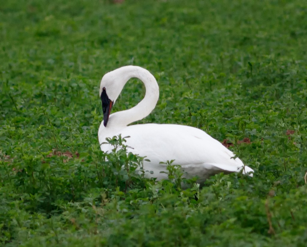 Trumpeter Swan - ML45356931